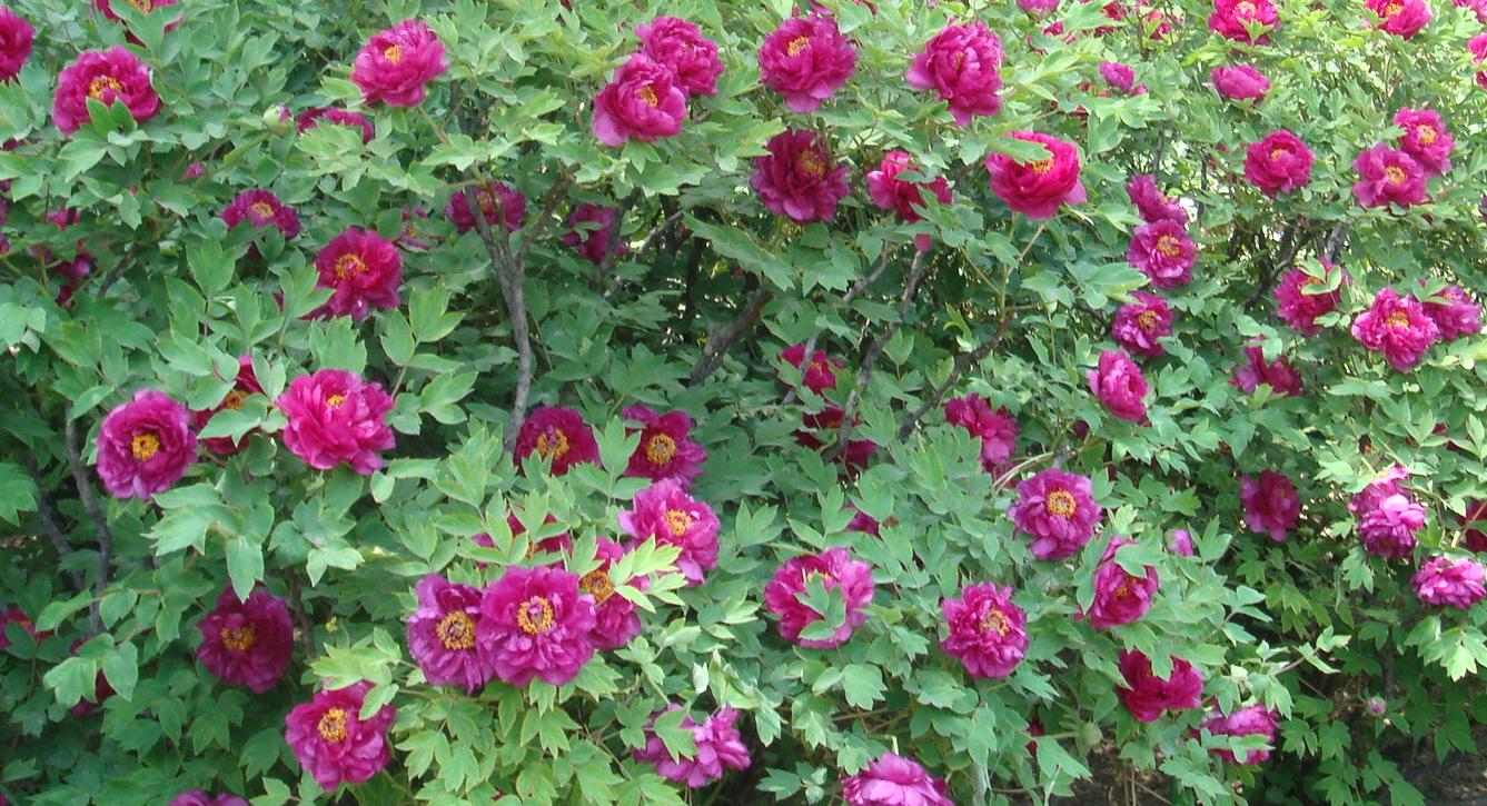 DSC01813a.JPG