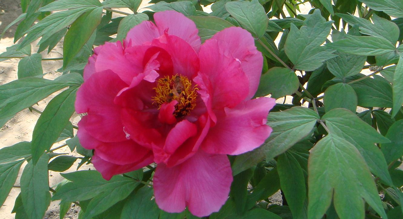 DSC01835a.JPG